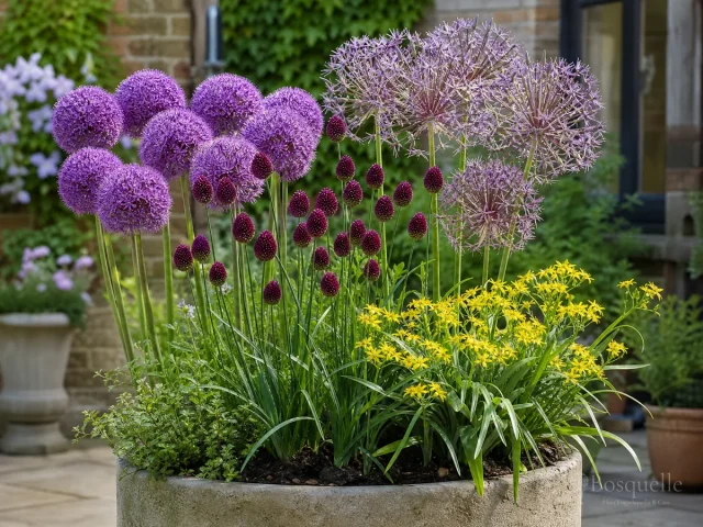 Alliums in Containers — for Ornamental Onion 'Ambassador'