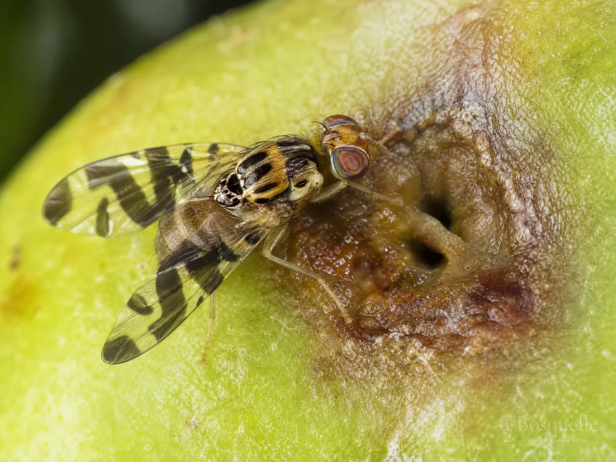 Apple Maggot