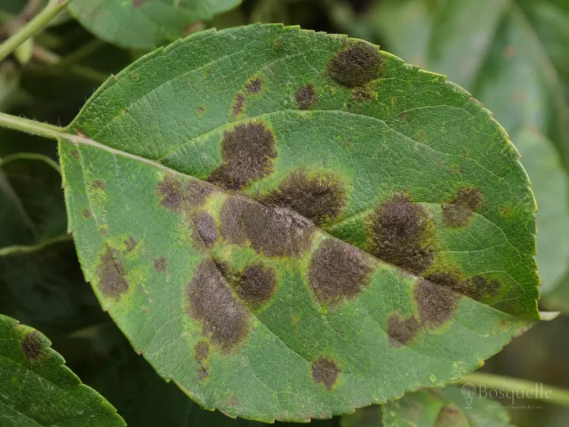 Apple Scab disease illustration