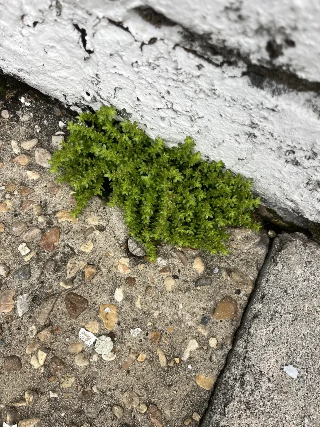 Artillery Plant in the wild — habit, United States of America
