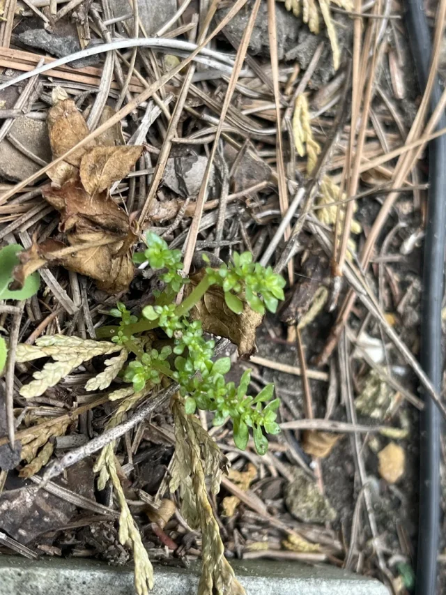Artillery Plant in the wild — habit, United States of America