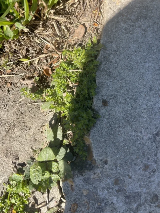Artillery Plant in the wild — habit, United States of America
