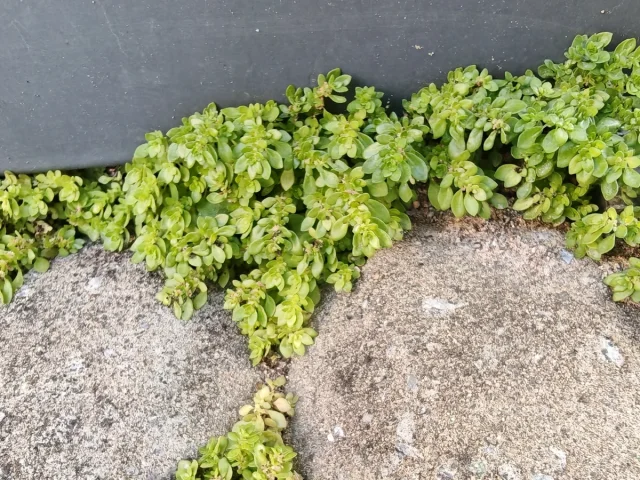 Artillery Plant in the wild — habit