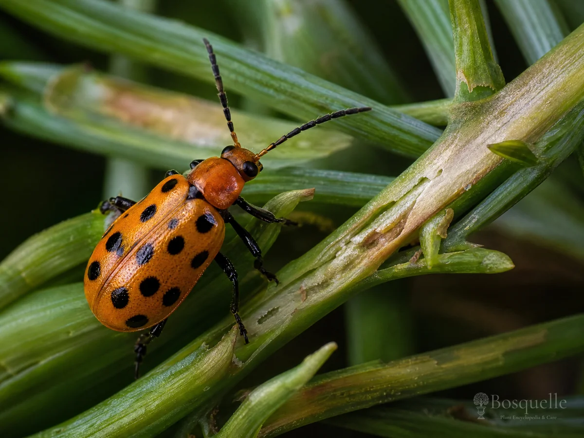 Spotted Asparagus Beetle
