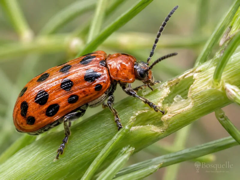 Asparagus Beetle pest illustration
