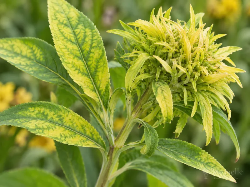 Aster Yellows disease illustration