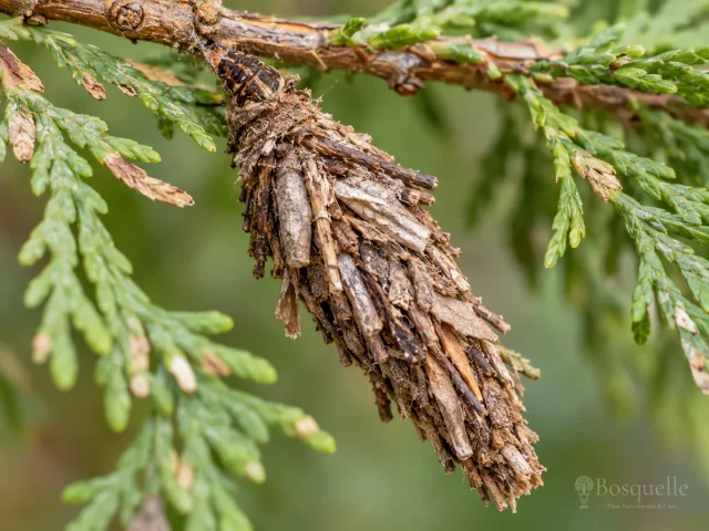 Bagworm pest illustration
