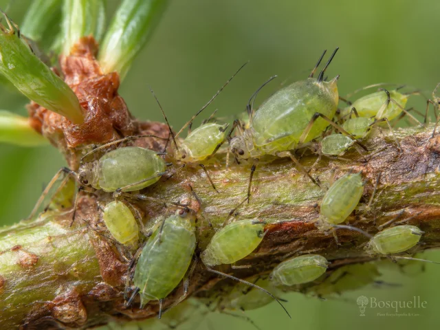 Balsam Twig Aphid pest illustration