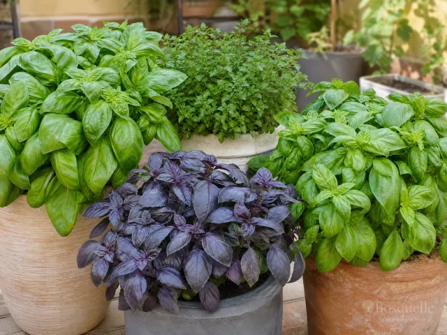 Grow Basil in Pots – Soilless Mix guide illustration
