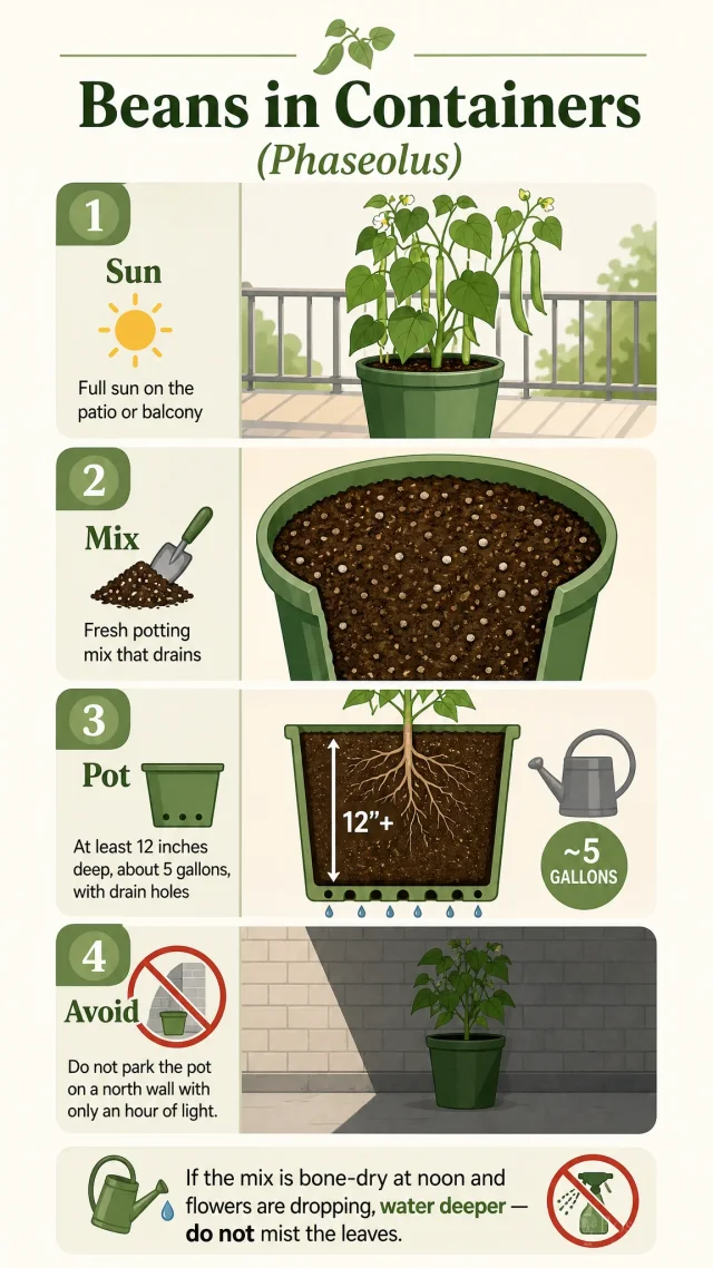Beans in Containers care summary diagram