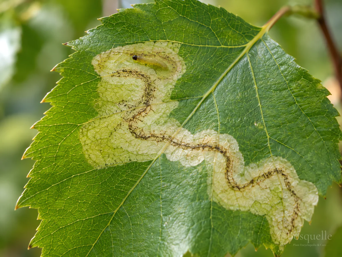 Birch Leafminer