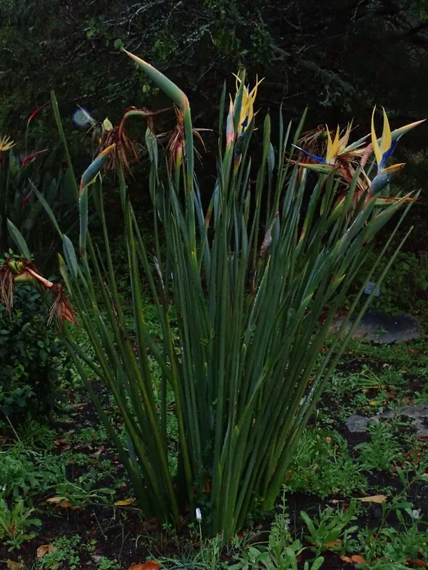 Bird of Paradise in the wild — habit, South Africa