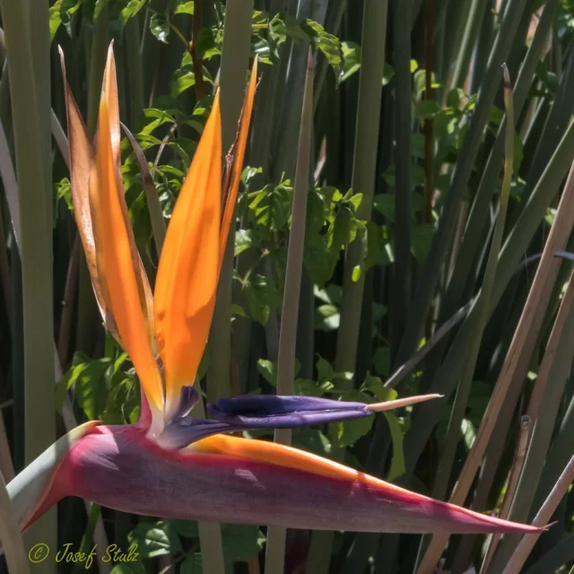 Bird of Paradise in the wild — habit, South Africa