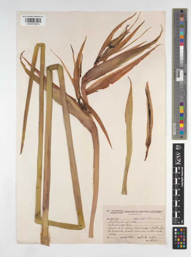 Bird of Paradise in the wild — habit, South Africa