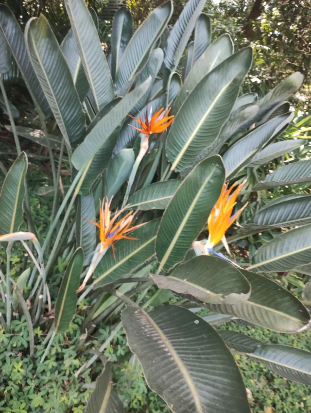 Bird of Paradise in the wild — habit, Brazil