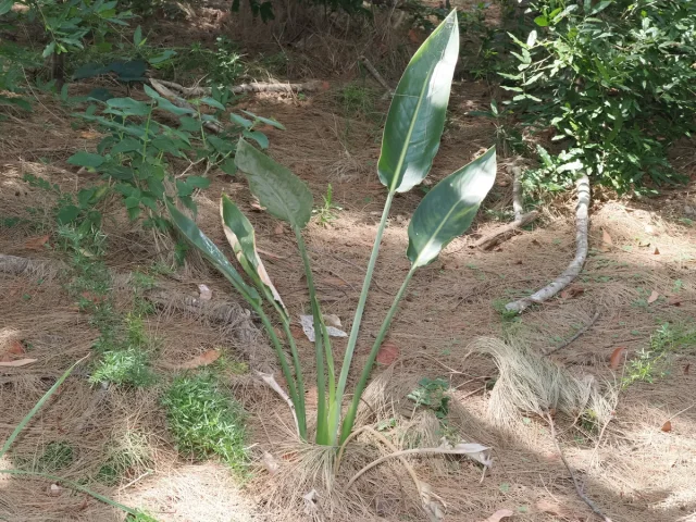 Bird of Paradise in the wild — habit