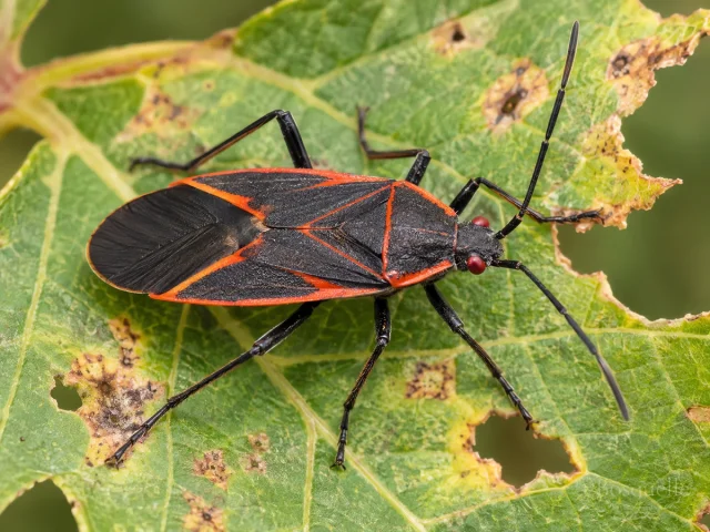 Boxelder Bug pest illustration