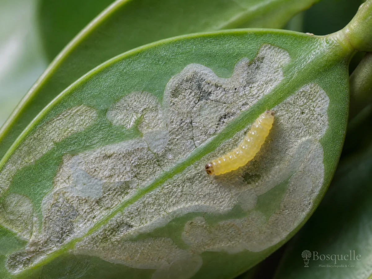 Boxwood Leafminer