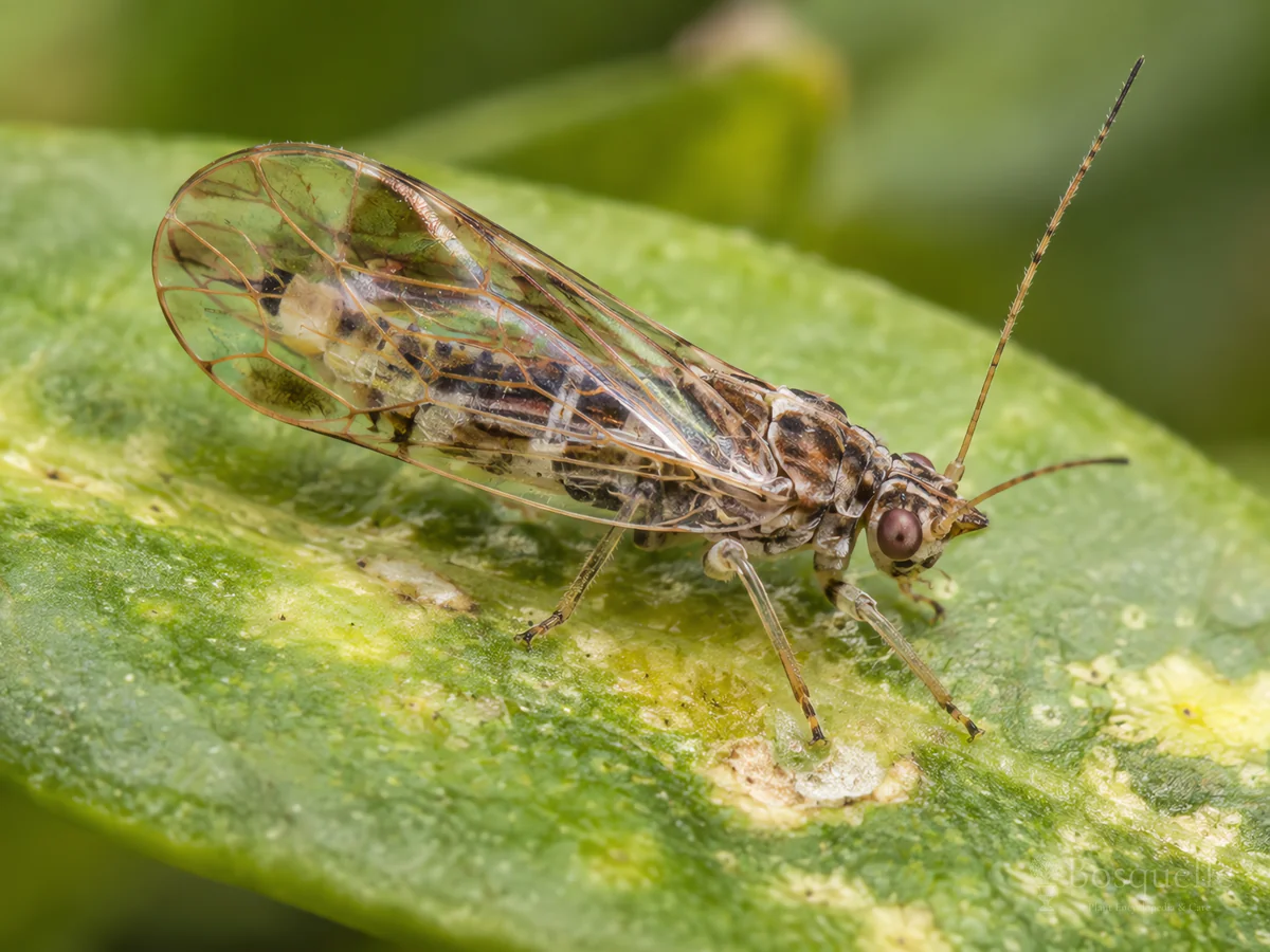 Boxwood Psyllid
