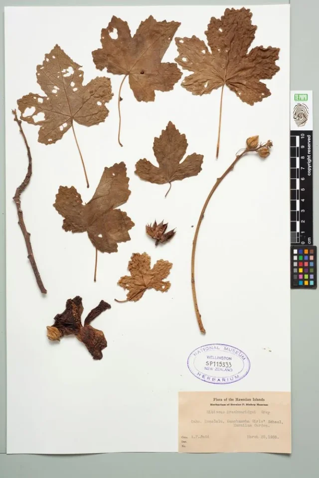 Aloalo in the wild — habit, United States of America
