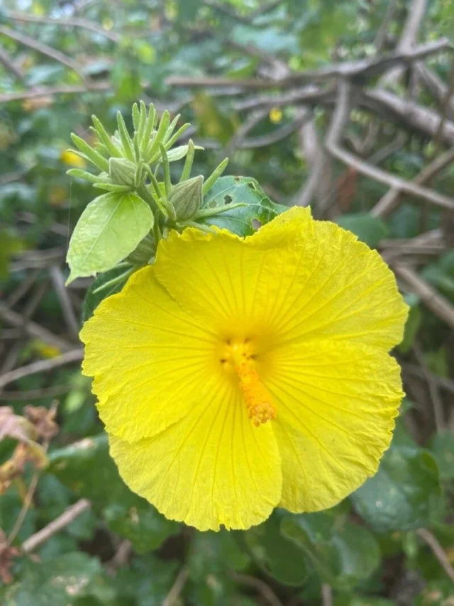 Aloalo in the wild — habit