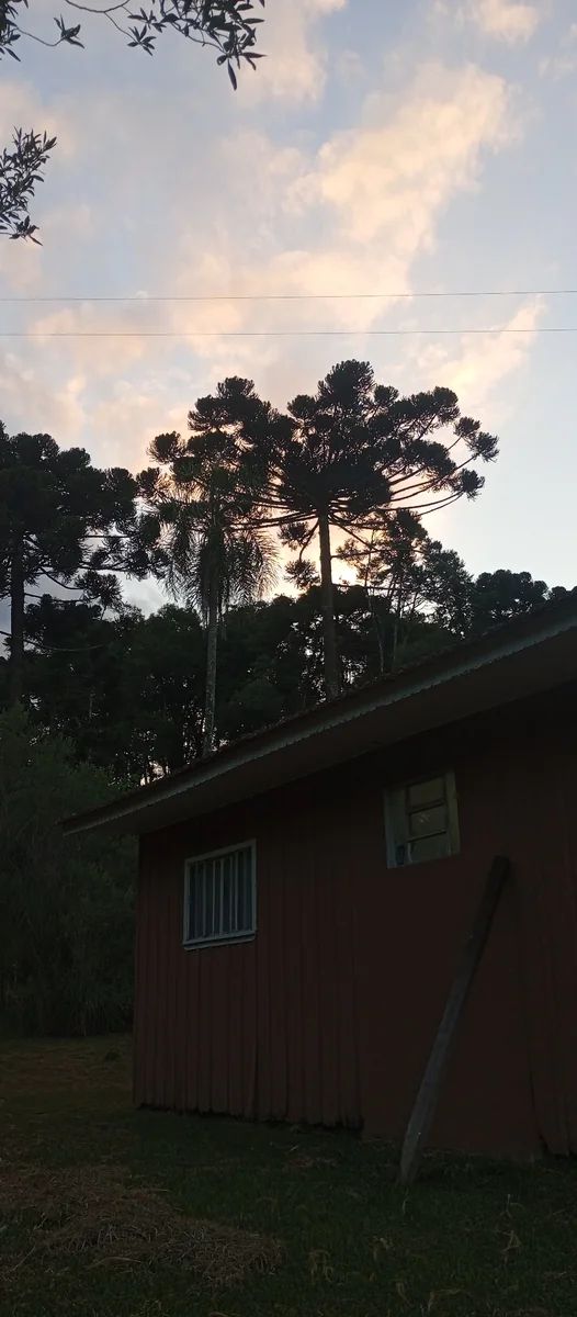 Brazilian Pine Tree in the wild — habit, Brazil