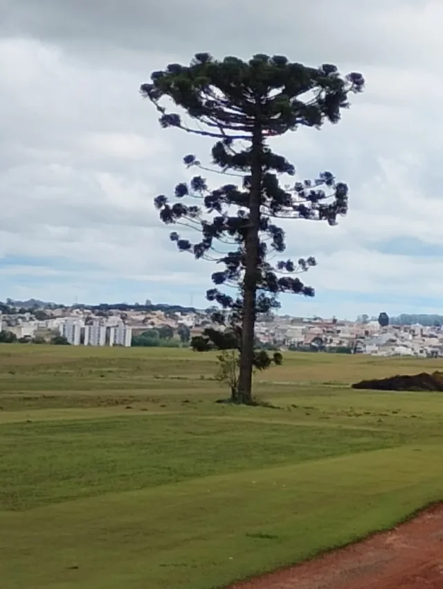 Brazilian Pine Tree in the wild — habit, Brazil
