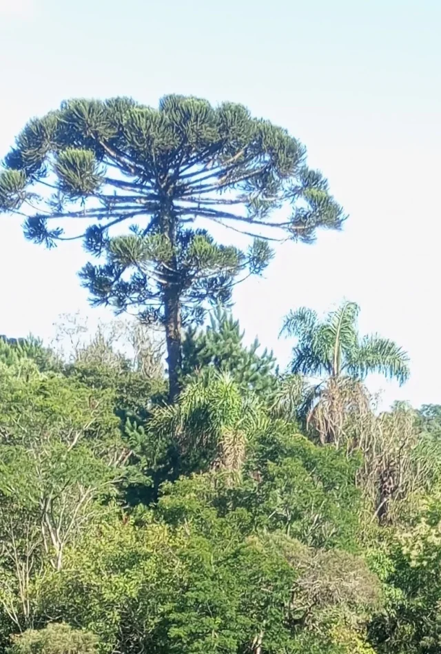 Brazilian Pine Tree in the wild — habit, Brazil