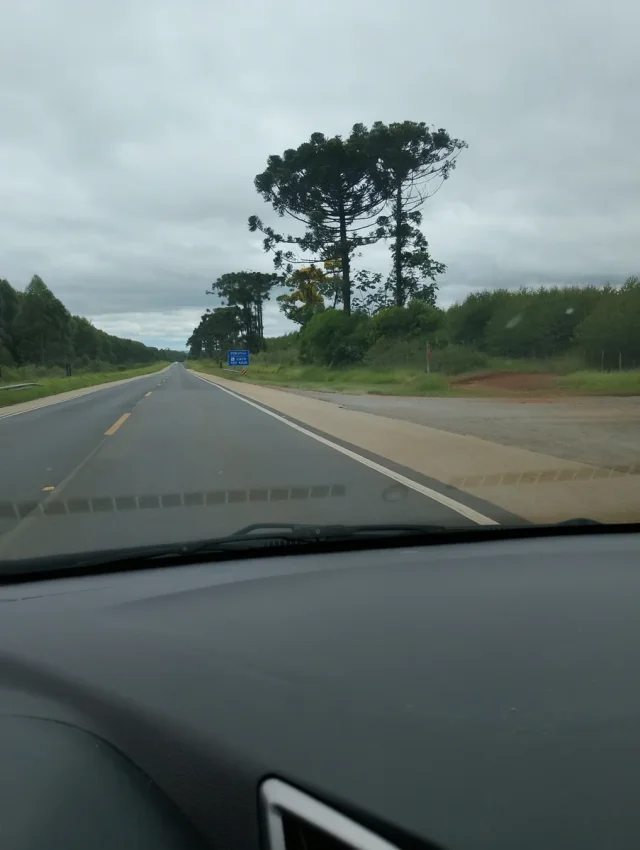 Brazilian Pine Tree in the wild — habit, Brazil