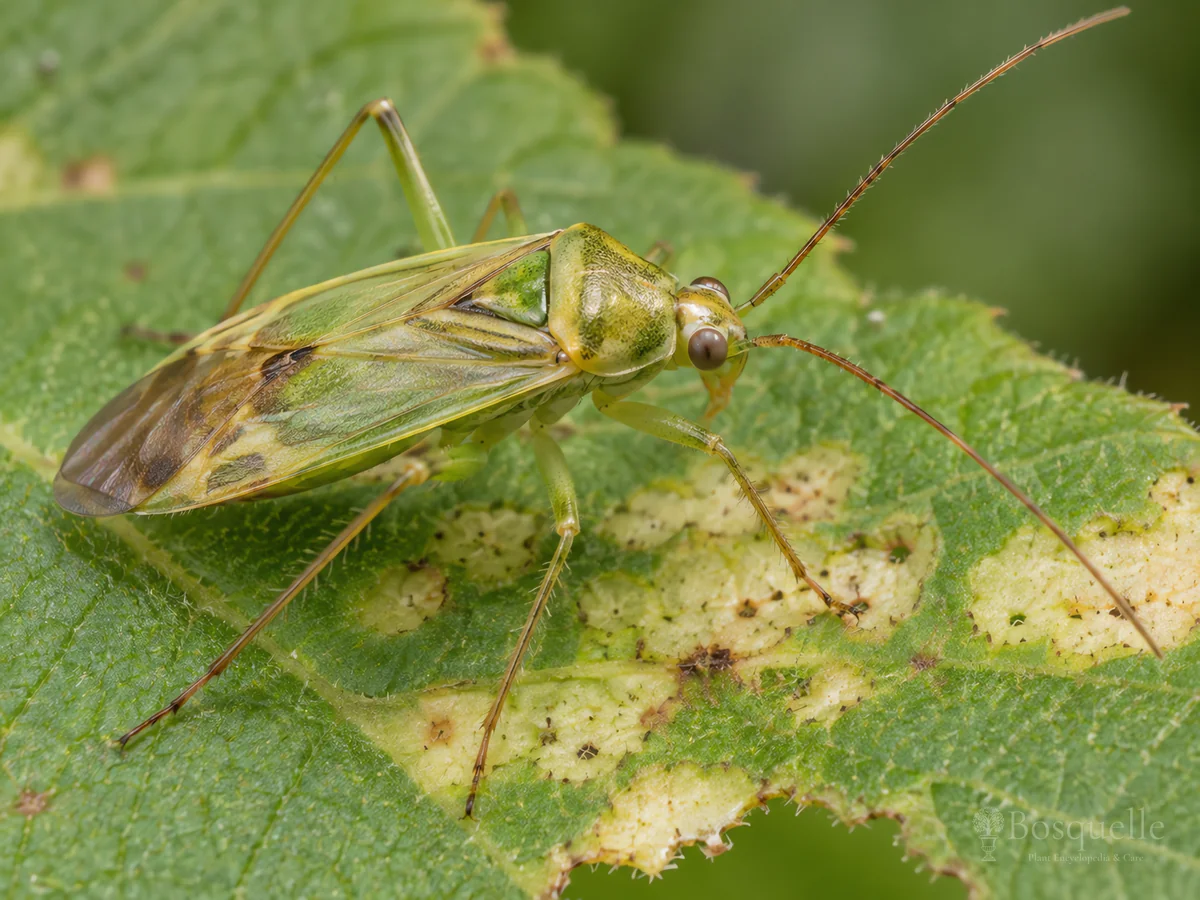 Capsid Bug
