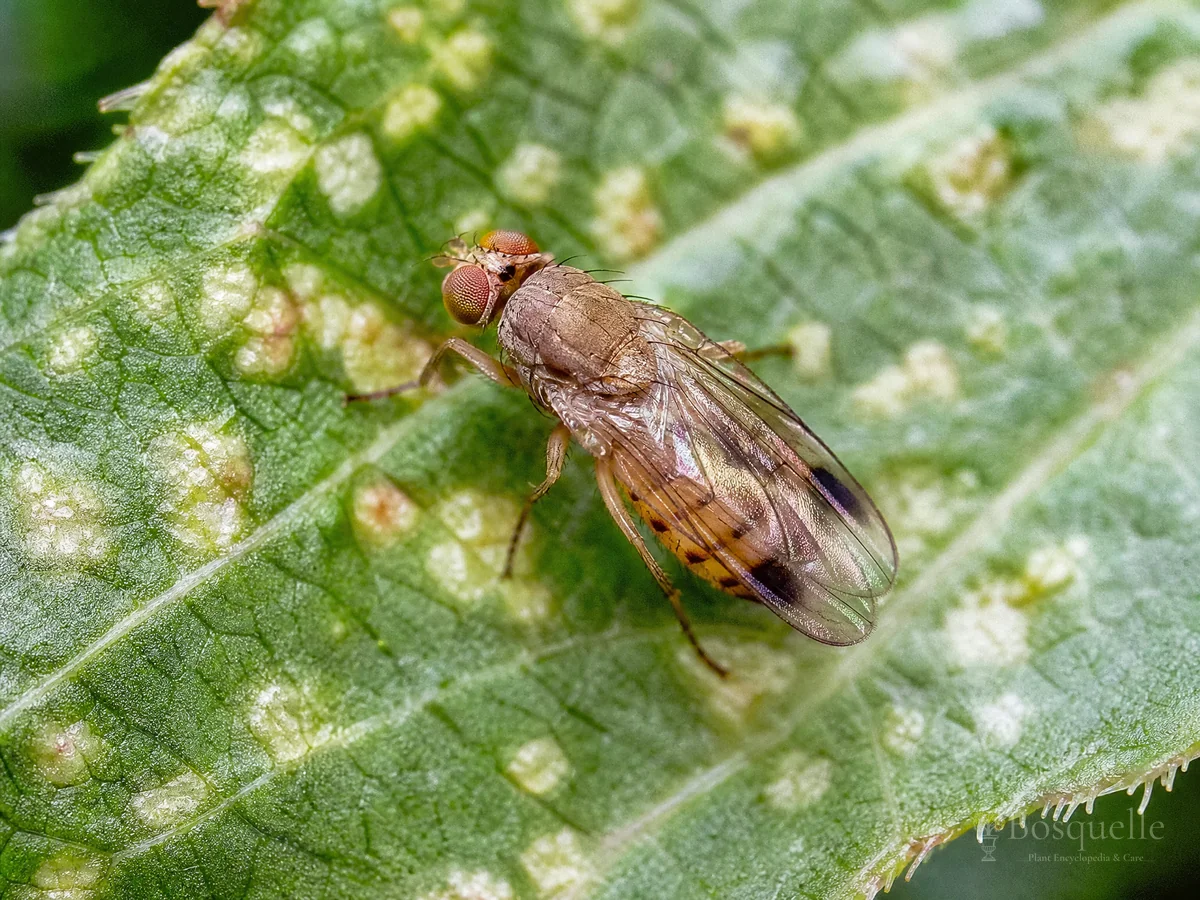 Carrot Rust Fly