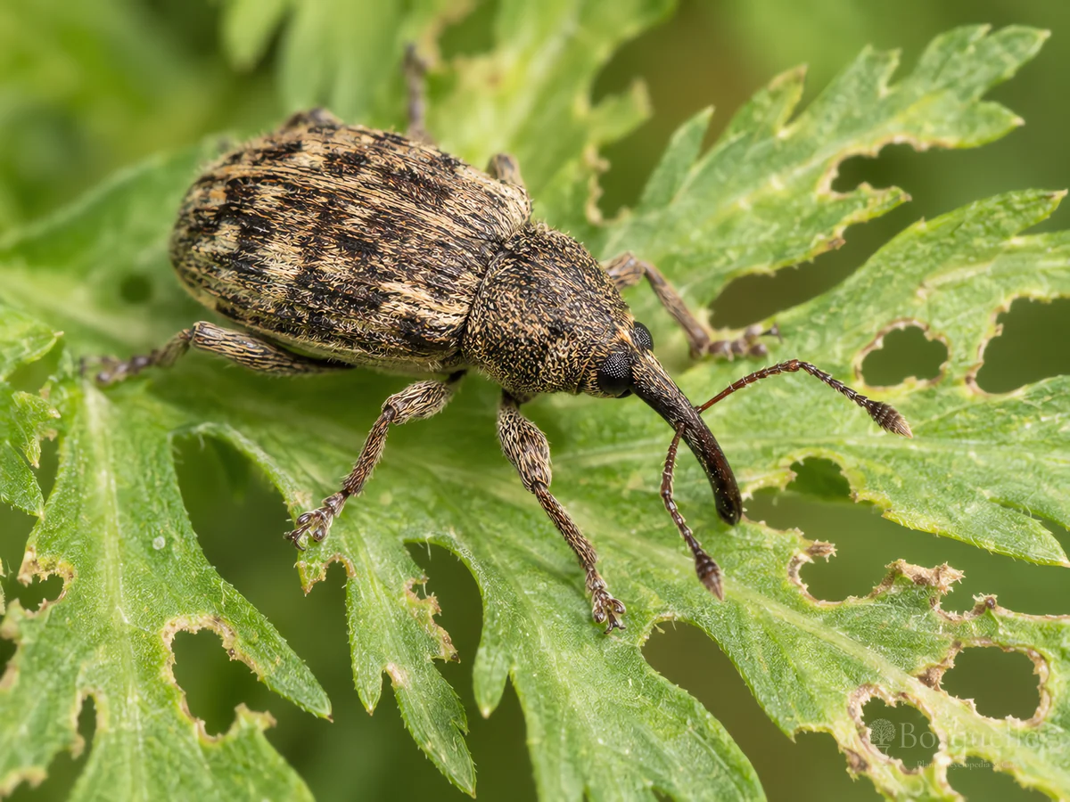 Carrot Weevil