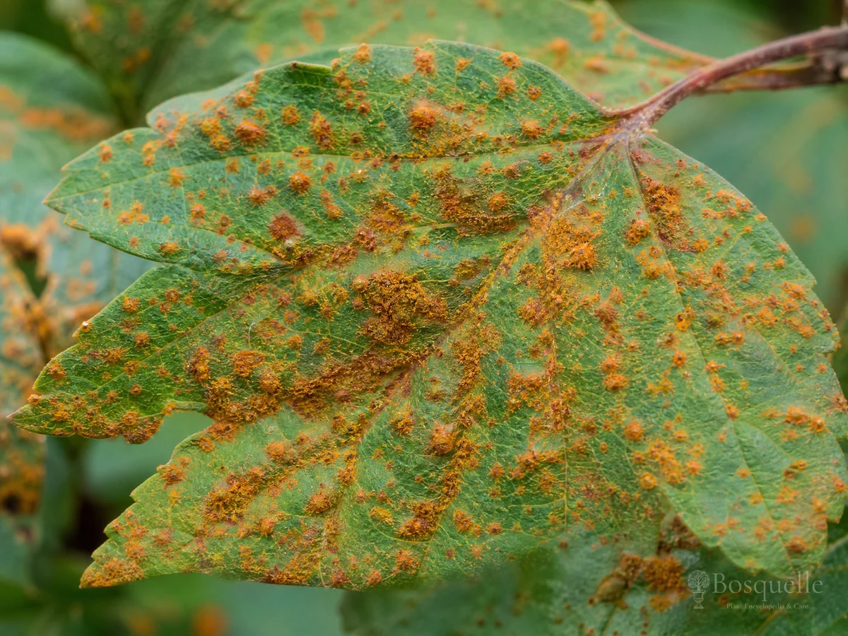 Cedar-Hawthorn Rust