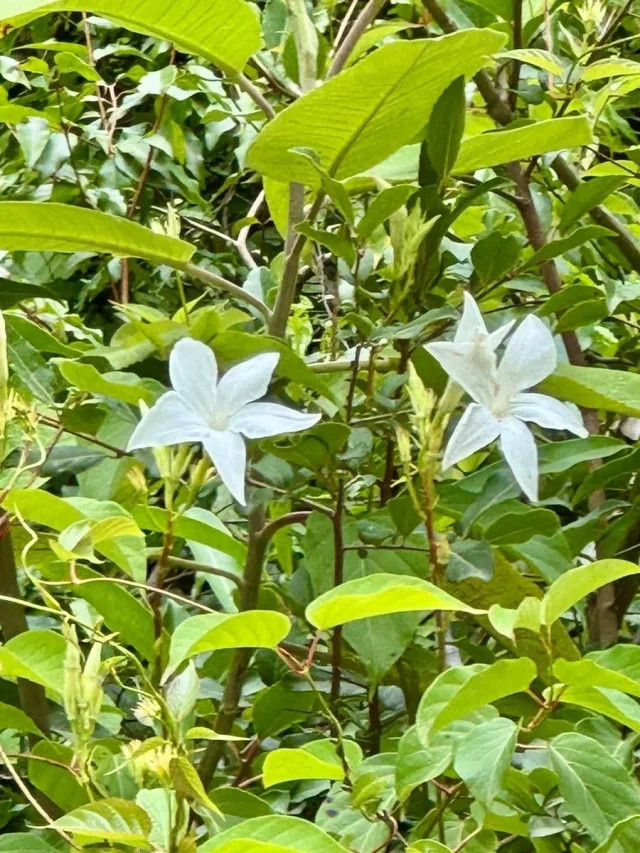 Chilean Jasmine in the wild — habit, Argentina