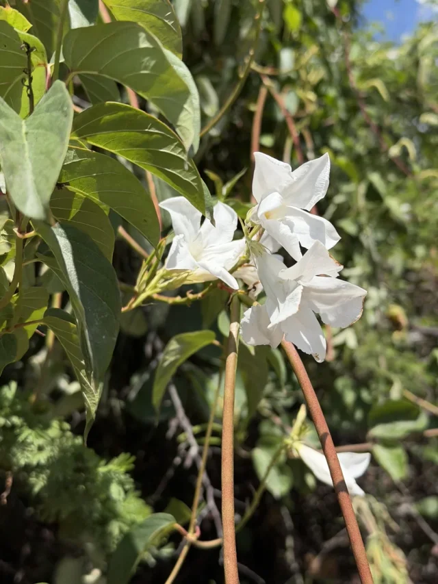 Chilean Jasmine in the wild — habit, Argentina