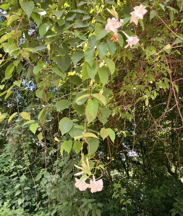 Chilean Jasmine in the wild — habit