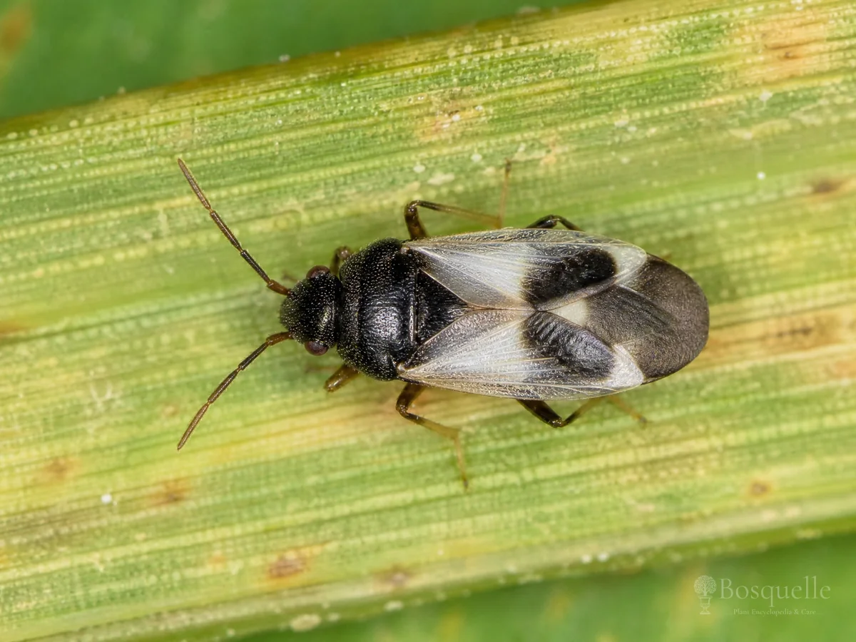 Chinch Bug