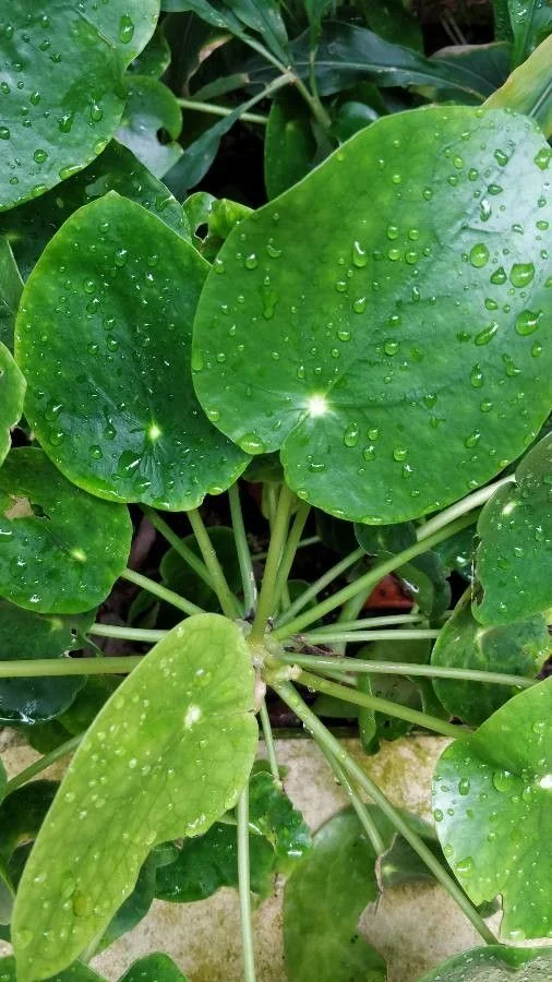 Chinese Money Plant in the wild — habit, Belgium