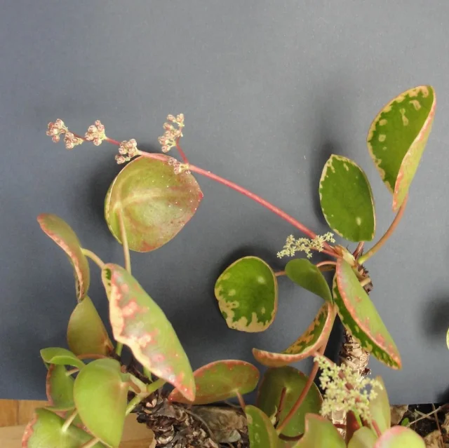 Chinese Money Plant in the wild — habit, Germany