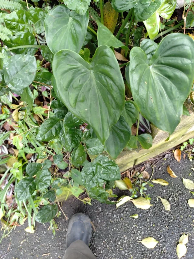 Chinese Alocasia in the wild — habit, Chinese Taipei