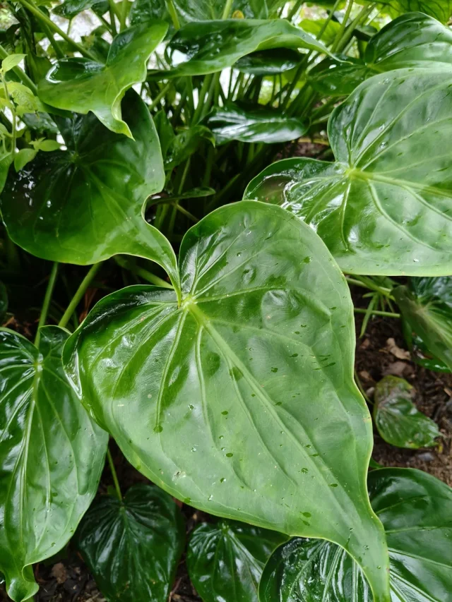 Chinese Alocasia in the wild — habit, Brazil