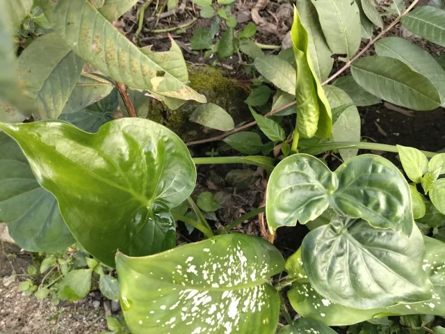Chinese Alocasia in the wild — habit, Indonesia