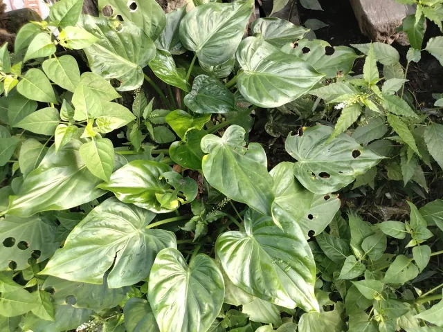 Chinese Alocasia in the wild — habit, Indonesia
