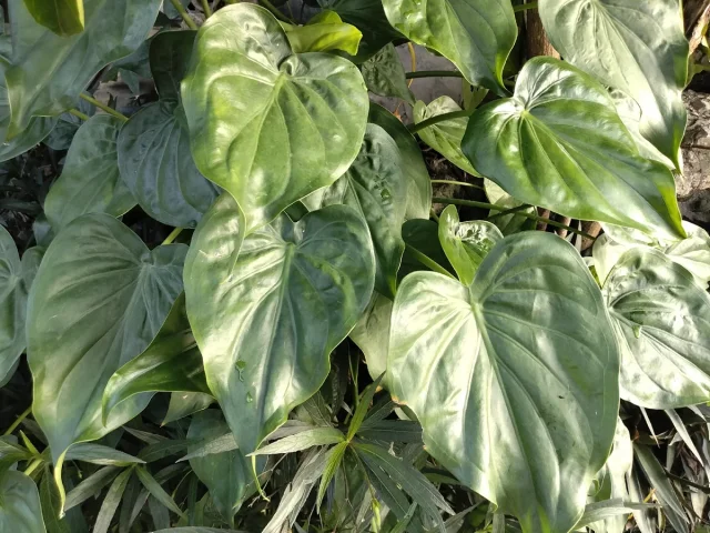 Chinese Alocasia in the wild — habit, Indonesia