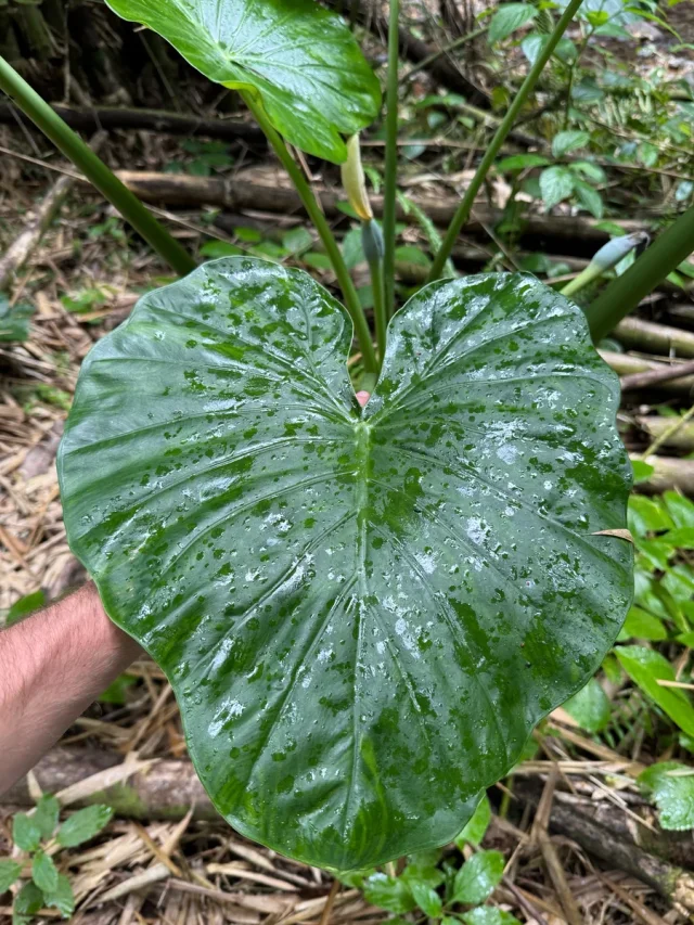 Chinese Alocasia in the wild — habit
