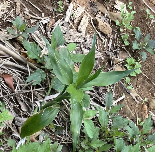 Chinese Water Bamboo in the wild — habit, Chinese Taipei