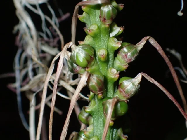 Chinese Water Bamboo in the wild — habit, Gabon