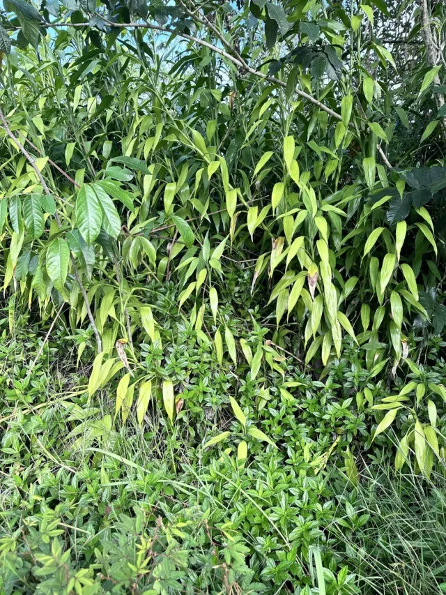 Chinese Water Bamboo in the wild — habit