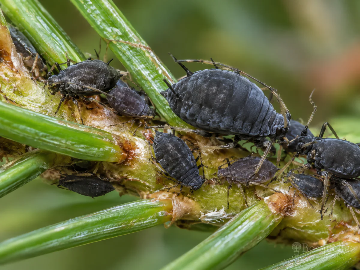 Cinara Aphids