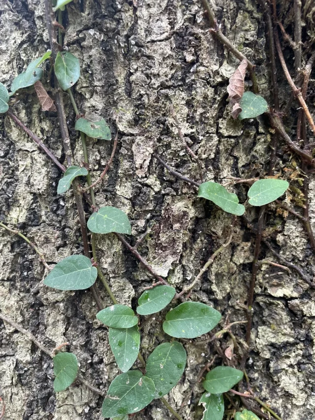Creeping Fig in the wild — habit, United States of America